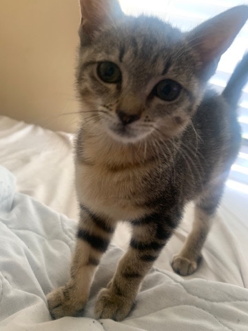 Nala