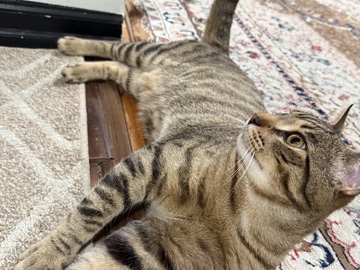 American Shorthair – Domestic cat for free – Southfield