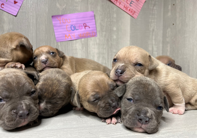 American Bulldog – Bully puppies