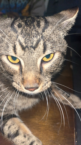 American Shorthair – American Shorthair| NEED NEW HOME
