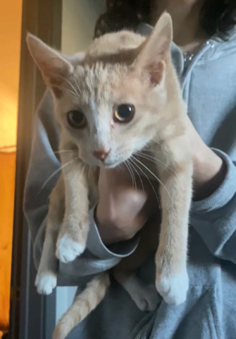 American Shorthair – Sweet Female Cat… adoption fell through