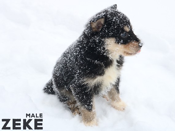 Australian Shepherd – Aussie Husky pups