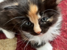 kittens