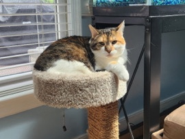 Three Gentle Senior Cats for Rehoming – North Chesterfield – North Chesterfield