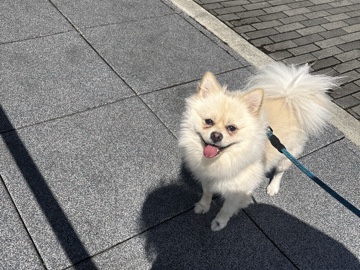 Pomeranian – Sweet Pomeranian Puppy Looking for Forever Home – Seattle