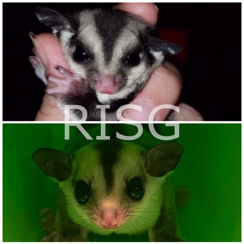 squirrel – sugar gliders