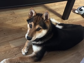Shiba Inu – Shiba Inu Rehoming – Sunnyvale