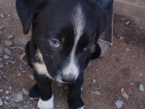 Mixed Breed – need a home!! – Russellville