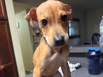 American Staffordshire Terrier – find a new home – Tamarac