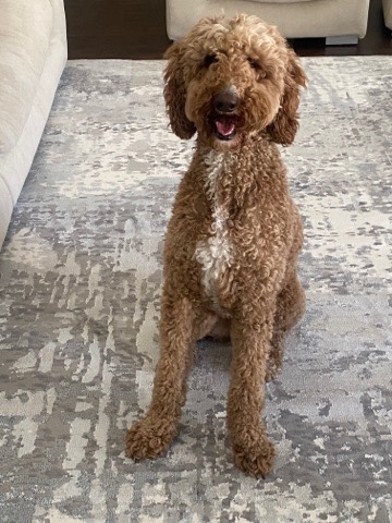 Poodle – Standard Poodle