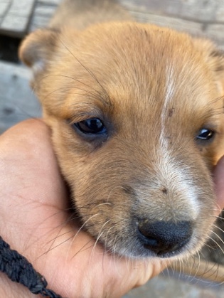 selling this puppy
