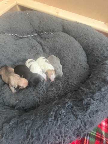 Bulldog – French bulldog puppies