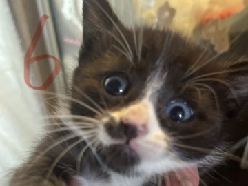 The Polydactyl "Twin" (Female) – Bremerton
