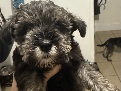 Miniature Schnauzer – miniature schnauzer puppies – Jersey City