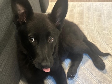 German Shepherd – German shepherd puppy – Highlands Ranch