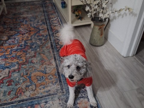 Goldendoodle - Pure Bred Golden Doodle available for adoption in Miami