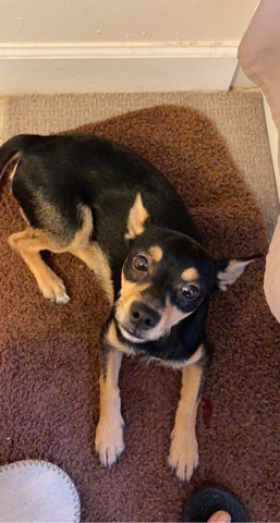 Miniature Pinscher – scooby dooby doo