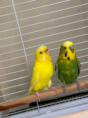 Budgerigar – yellow &green budgerigar