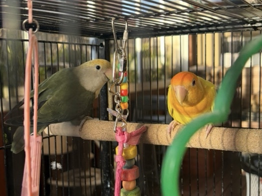 Pair of Peach Face Lovebirds