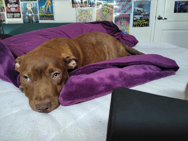 American Pit Bull Terrier - Rednose American pitbull puppies available for adoption in Redbank Plains