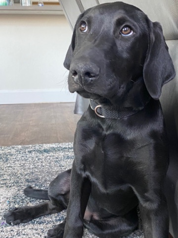 Labrador Retriever – Black Labrador Retriever