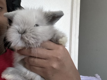 Lionhead – Lionhead Bunny – Albuquerque