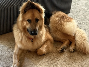 German Shepherd – German Sheppard – Rocklin
