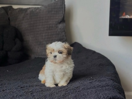 Maltese – pretty female Maltase puppies available – Milwaukee