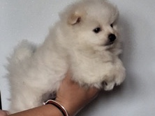 All - mim pomeranian  available for adoption in Oberhausen