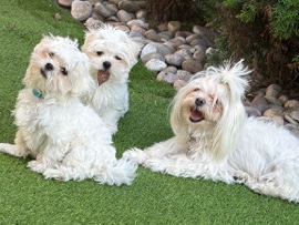 Maltese – Pure koream Maltese puppies – Uxbridge