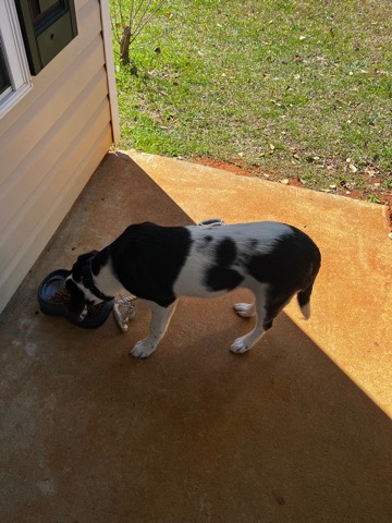 Border Collie – selling. border collie mixed