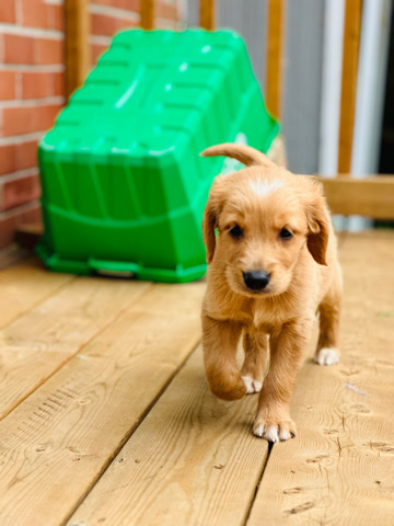 Golden Retriever – Urgent Golden retriever puppy for rehoming