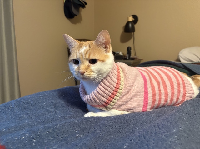 American Shorthair – ginger – Salem
