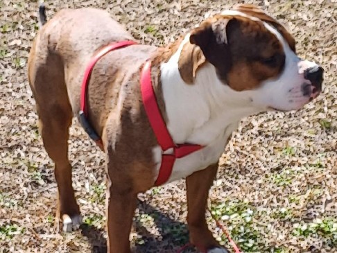 American Pit Bull Terrier – american pitbull puppy – Charlottesville