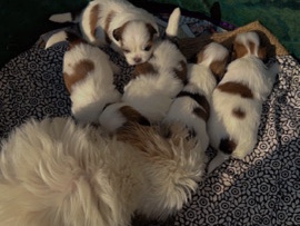 Shih Tzu – Shih Tzu Puppies