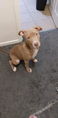 American Bulldog – xl bully