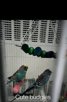 Budgerigar – parakeet