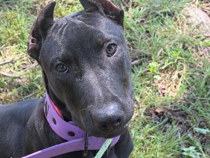 Perro de Presa Canario – Mixed Persa Canaria x Dutchie x American Bully – Richmond County