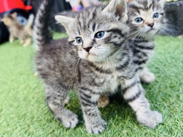 European Shorthair – Adorable kittens looking for their forever homes – Barnsley