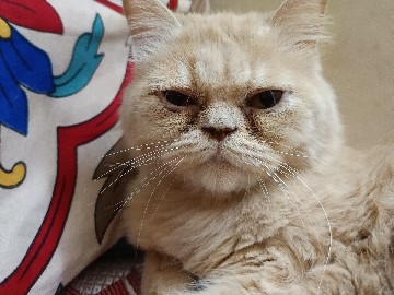 Persian (Modern) – Beautiful 1.5-Year-Old Modern Persian Cat in Bengaluru – Bengaluru