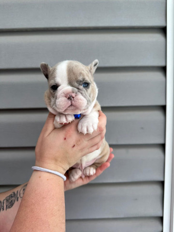 French Bulldog – beautiful french bulldog puppies