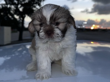 Shih Tzu – Shih Tzu – Houston