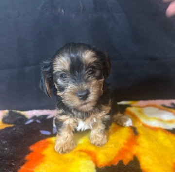 Yorkshire Terrier – Beautiful baby Yorkie girl 1