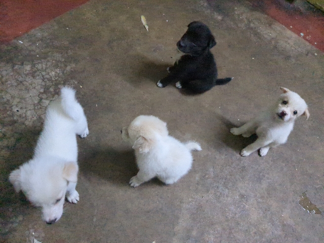 Indian Spitz - White Indian spitz puppies, *** available for adoption in Howrah