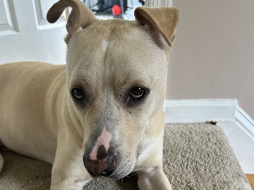 American Staffordshire Terrier – Good Boy American Staffy 5 Years Old (Very Smart) – Bowie