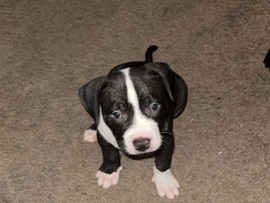 American Pit Bull Terrier – pitbull/bullies for sale – Apple Valley