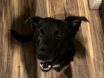 Labrador Retriever – URGENTLY NEEDS HOME! – Katy