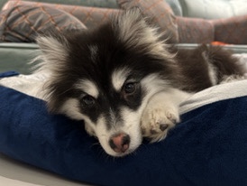 Siberian Husky – pomsky