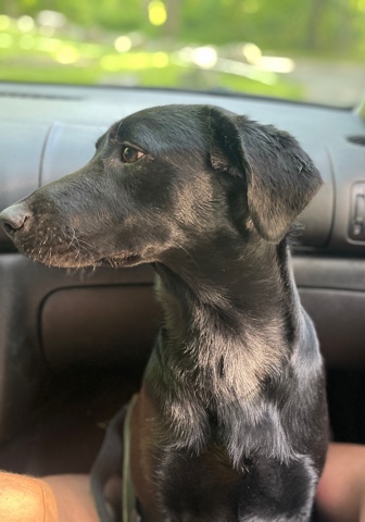 Labrador Retriever – Black Labrador