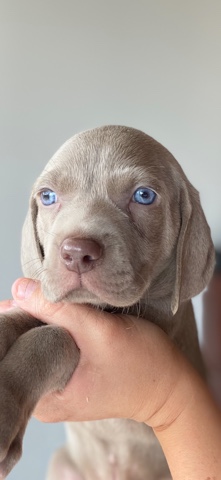 Weimaraner – Weimarane Puppie